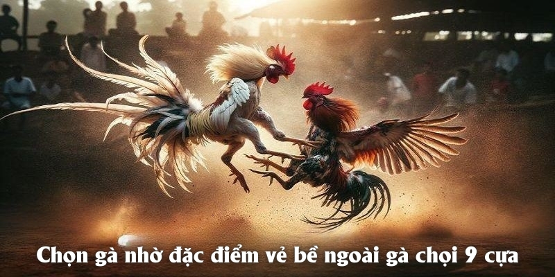 Chọn gà nhờ đặc điểm vẻ bề ngoài gà chọi 9 cựa