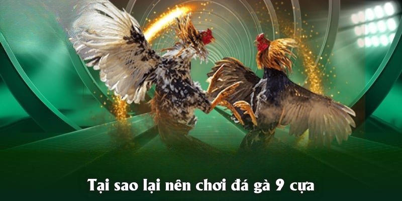 Tại sao lại nên chơi đá gà 9 cựa